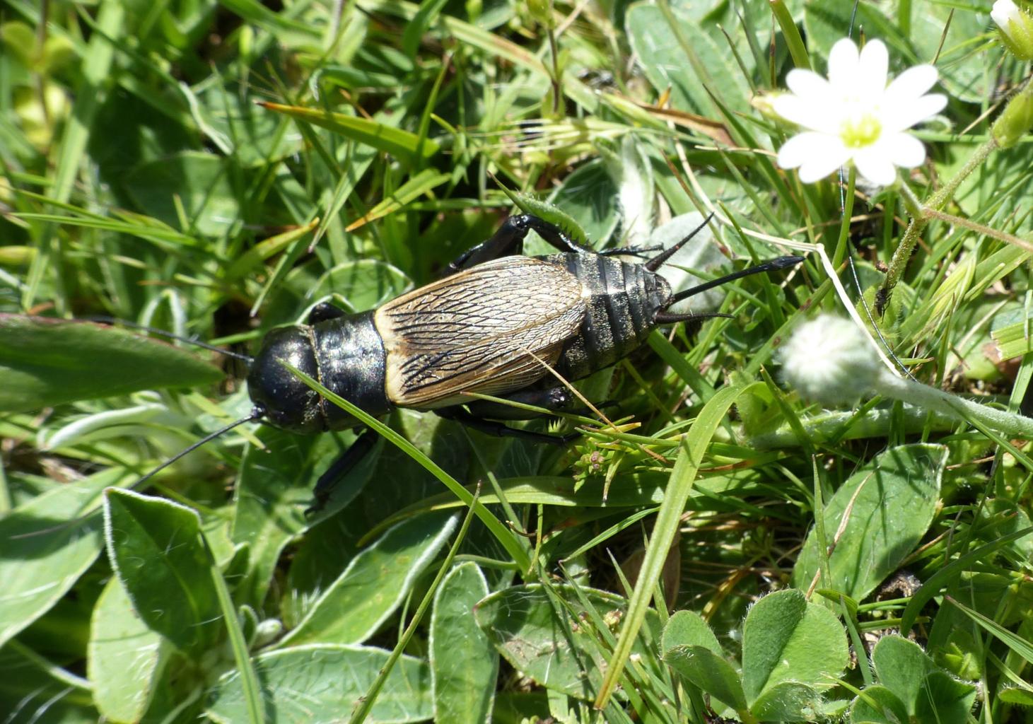 Femmina di Gryllus campestris